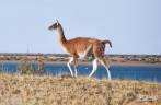 Encontro com guanacos, camelídeos muito comuns na Península Valdés, no litoral da  patagônia argentina